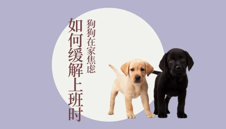 猫狗宠物知识,宠物大师猫狗科普站-第四期