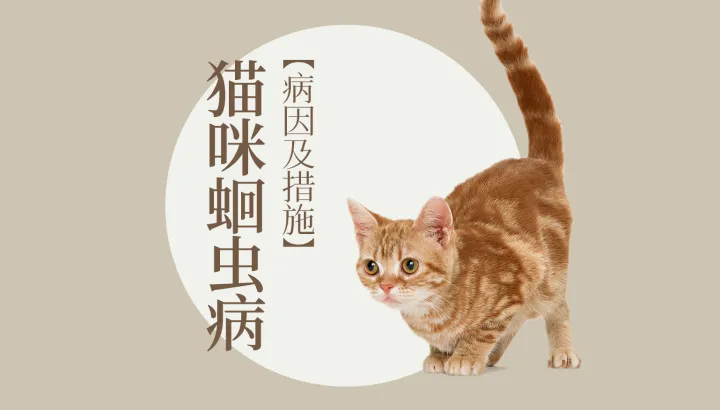 猫狗宠物知识,宠物大师猫狗科普站-第四期