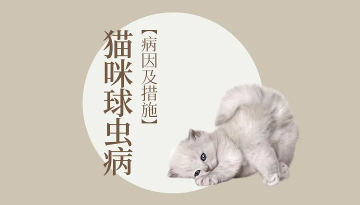 猫狗宠物知识,宠物大师猫狗科普站-第四期