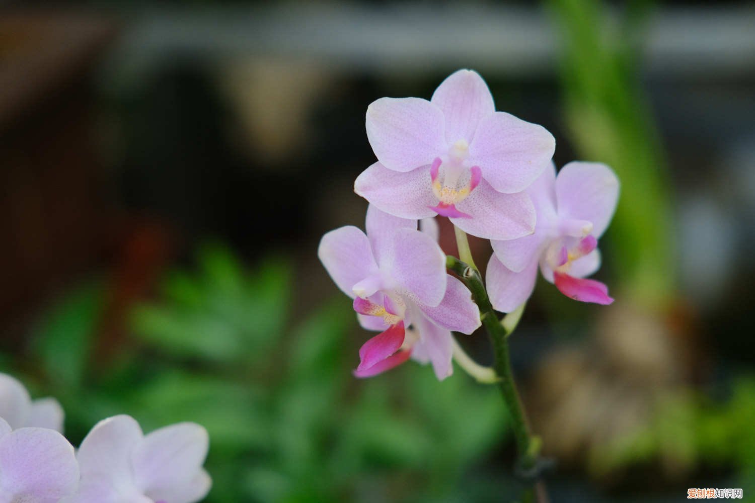 蝴蝶兰开花前怎么养护和浇水 蝴蝶兰开花前怎么养护