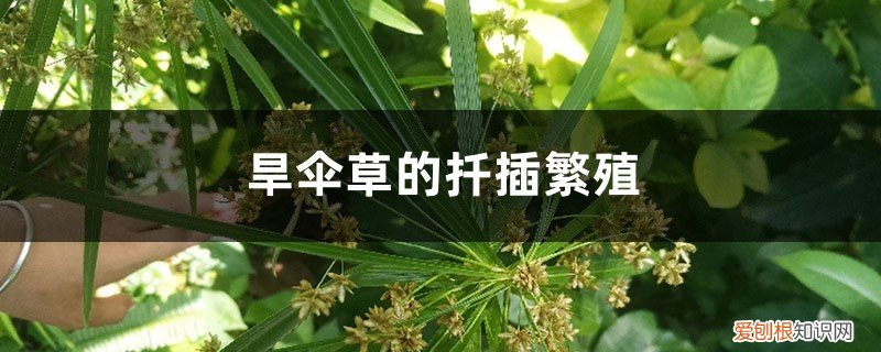 旱伞草的扦插繁殖技术 旱伞草的扦插繁殖