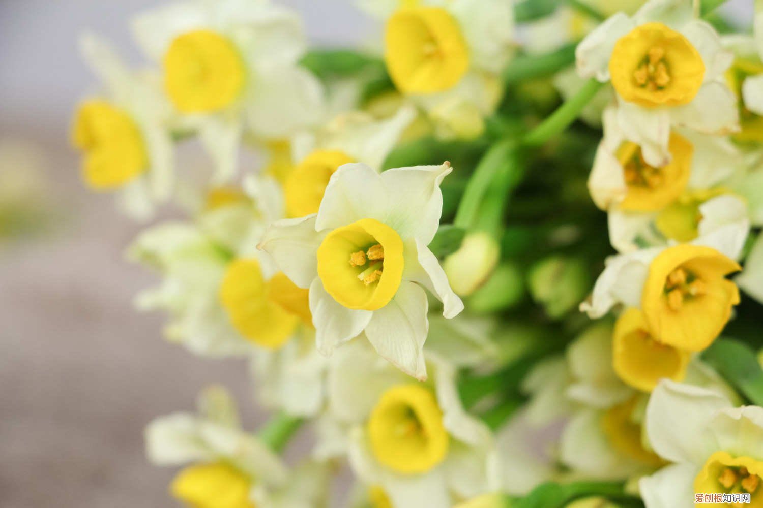 水仙花倒了怎么处理 水仙花倒了怎么办