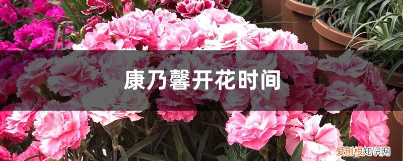 康乃馨开花时间是几点左右(一天 康乃馨开花时间)