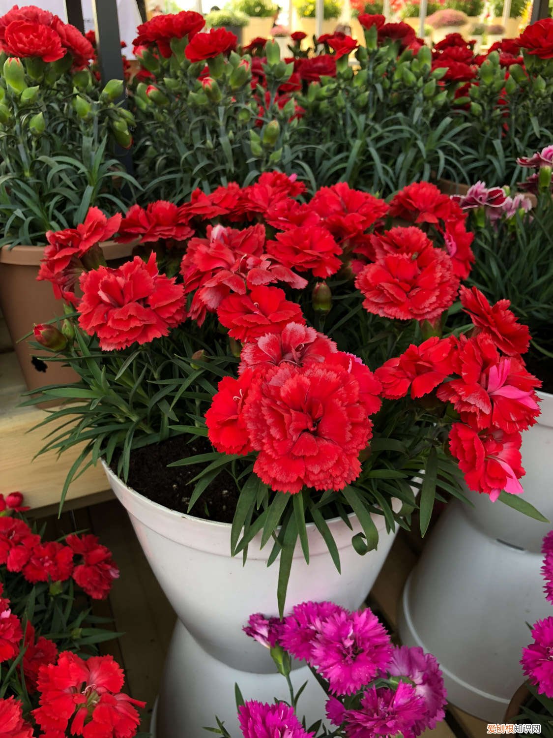 康乃馨开花时间是几点左右(一天 康乃馨开花时间)