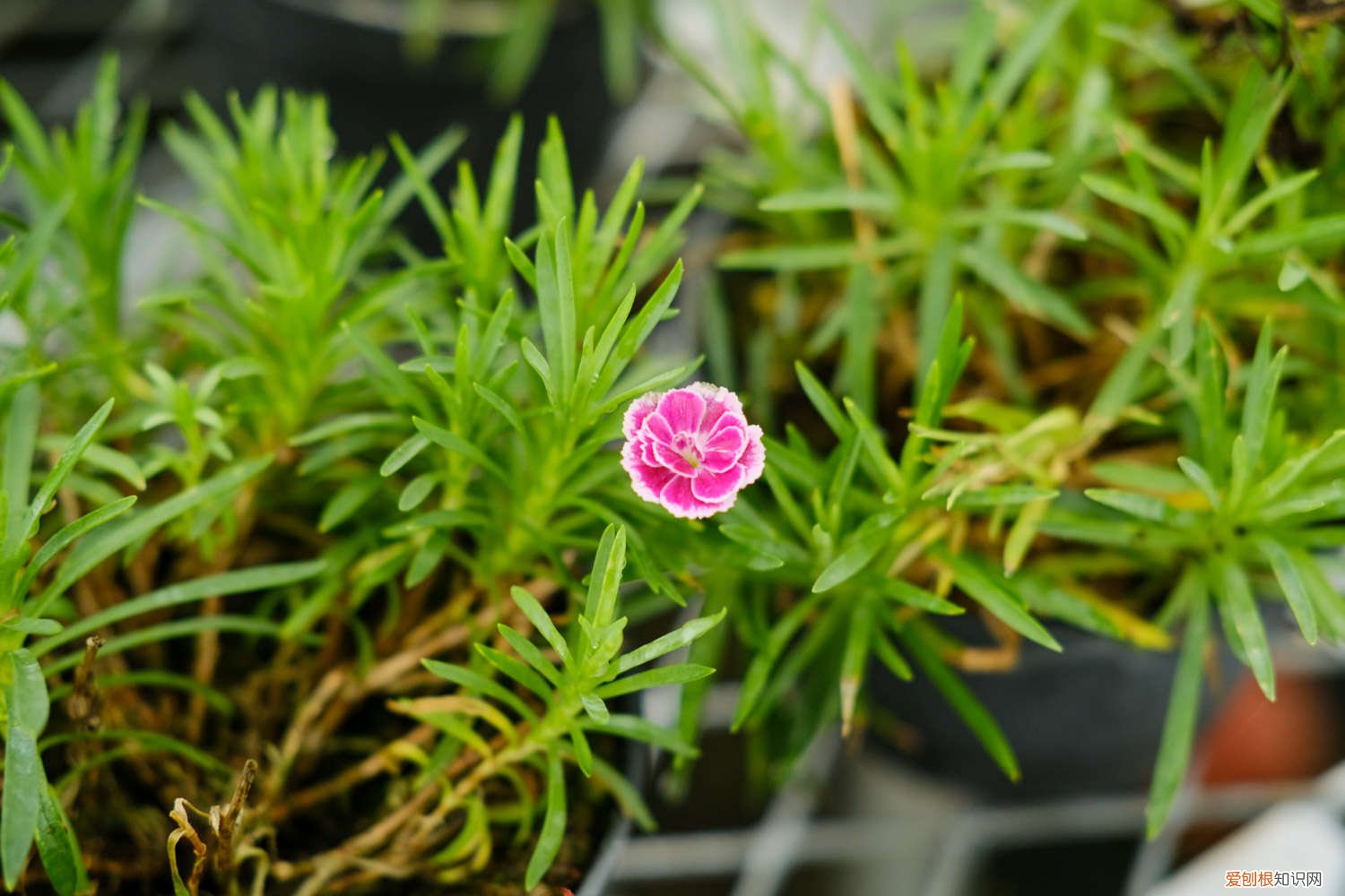 康乃馨开花时间是几点左右(一天 康乃馨开花时间)