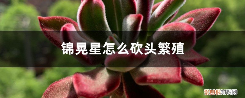 锦晃星怎么种 锦晃星怎么砍头繁殖