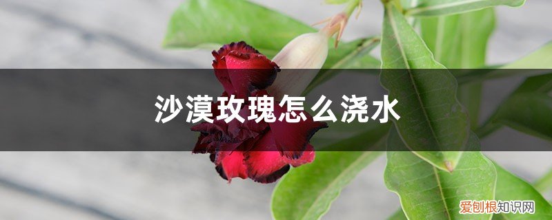 怎么给沙漠玫瑰浇水 沙漠玫瑰怎么浇水,浇水多了怎么办