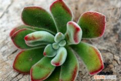 金晃星繁殖 银晃星的繁殖方式