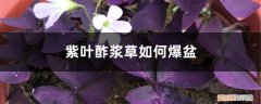 紫叶酢浆草开花后如何做 紫叶酢浆草如何爆盆