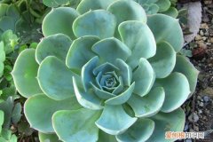 宝石花用什么繁殖方法 宝石花的繁殖方法