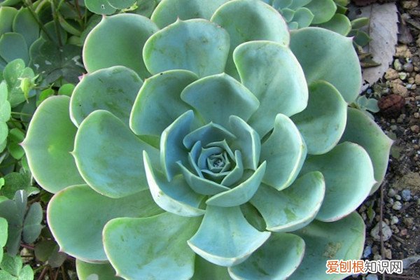 宝石花用什么繁殖方法 宝石花的繁殖方法