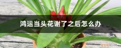鸿运当头的花谢了怎么办 鸿运当头花谢了之后怎么办