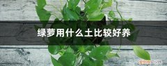 绿萝用什么土比较好养,教你绿萝土壤如何配置 绿萝用什么土比较好养