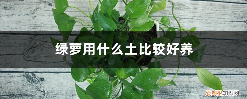 绿萝用什么土比较好养,教你绿萝土壤如何配置 绿萝用什么土比较好养