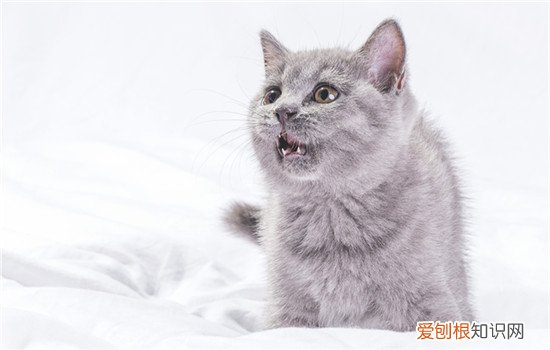 猫咪洗澡水温是多少 猫咪洗澡水温度一般多少度