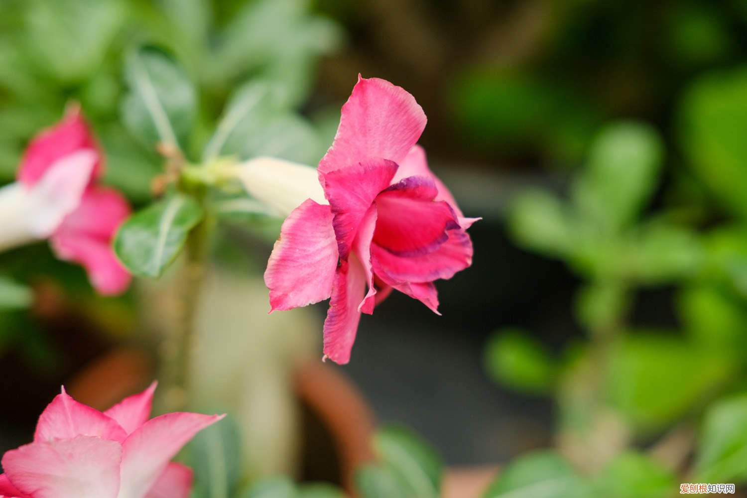 沙漠玫瑰提根后可以晒太阳吗 沙漠玫瑰怎么提根,多长时间提根一次