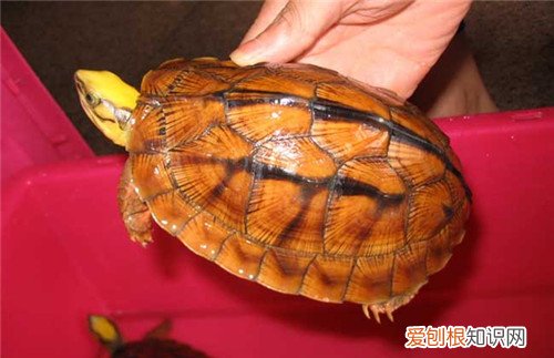 金钱龟的价格多少钱 金钱龟怎么养