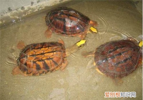 金钱龟的价格多少钱 金钱龟怎么养