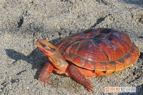 金钱龟的价格多少钱 金钱龟怎么养