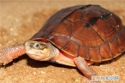 金钱龟的价格多少钱 金钱龟怎么养