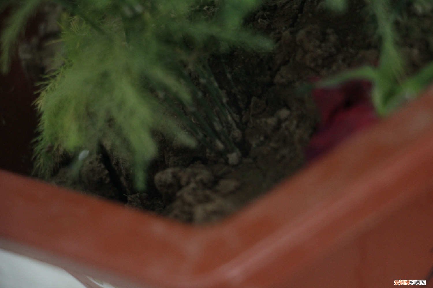 文竹种子怎么种好 文竹种子怎么种