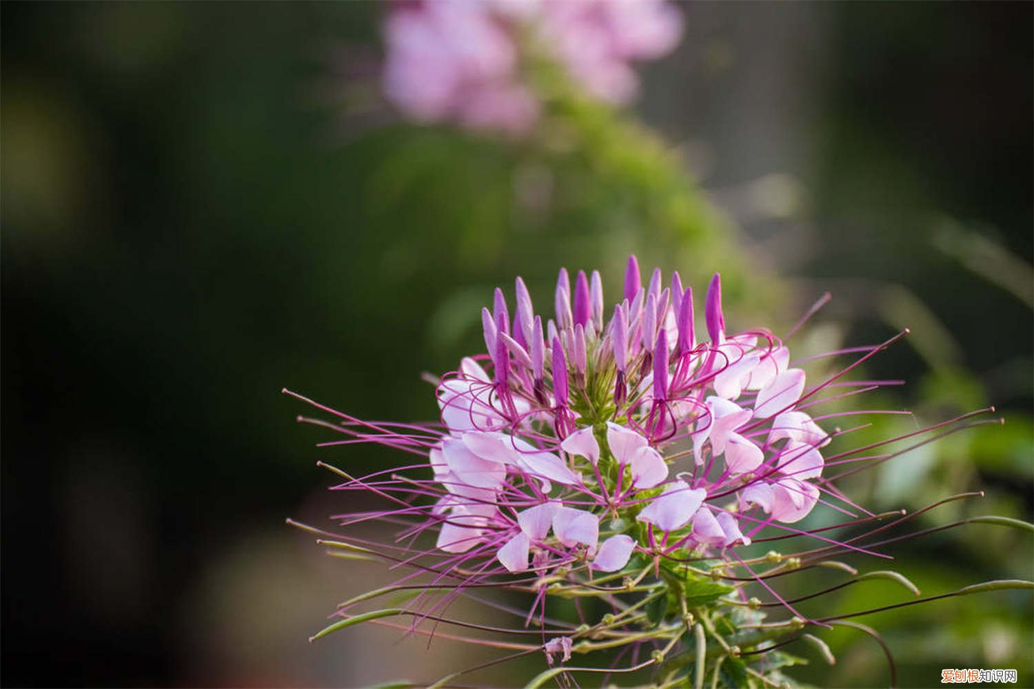 醉蝶花种子种植时间 醉蝶花种子怎么种