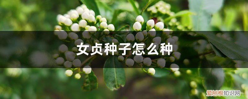 女贞种子怎么种植方法 女贞种子怎么种
