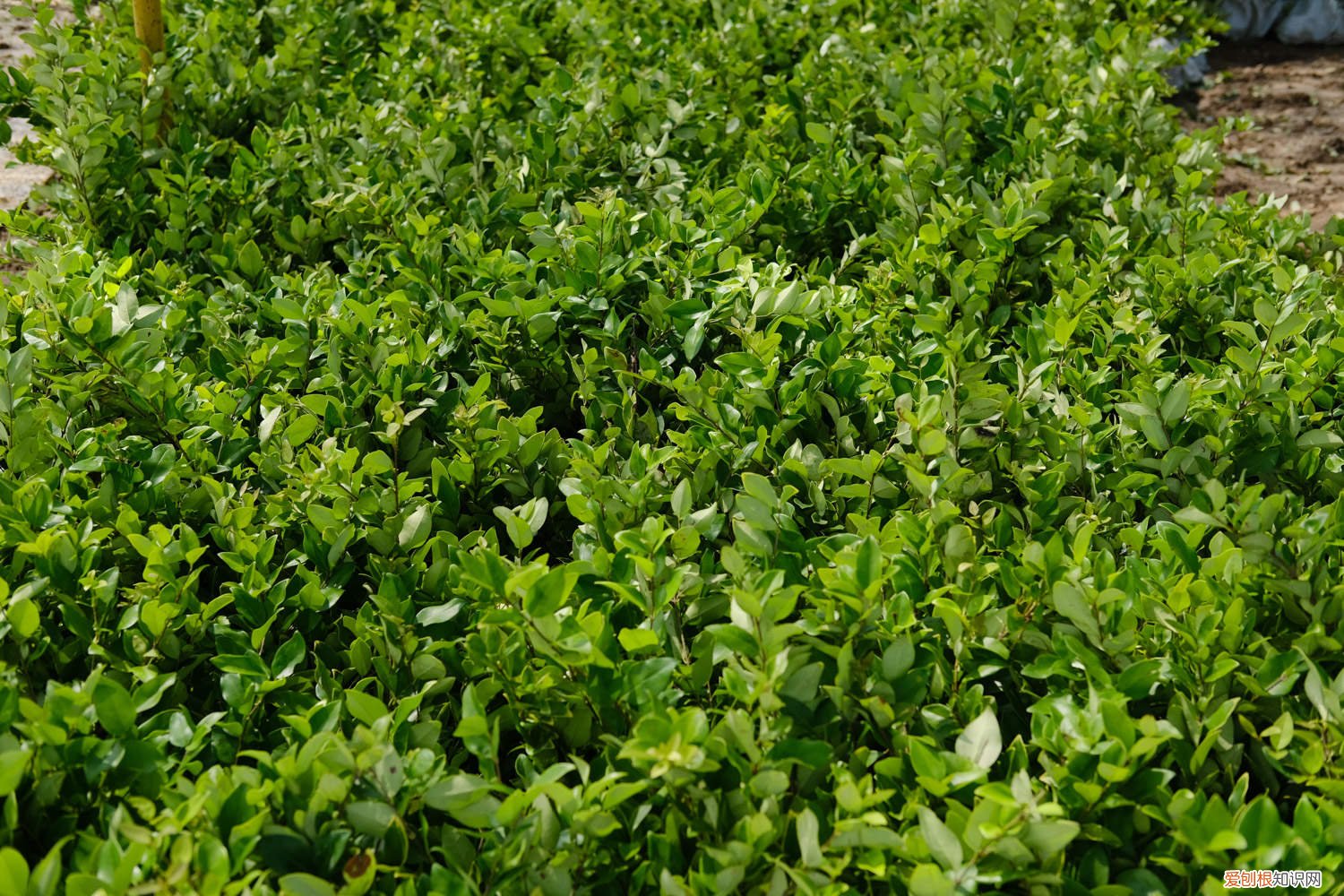 女贞种子怎么种植方法 女贞种子怎么种