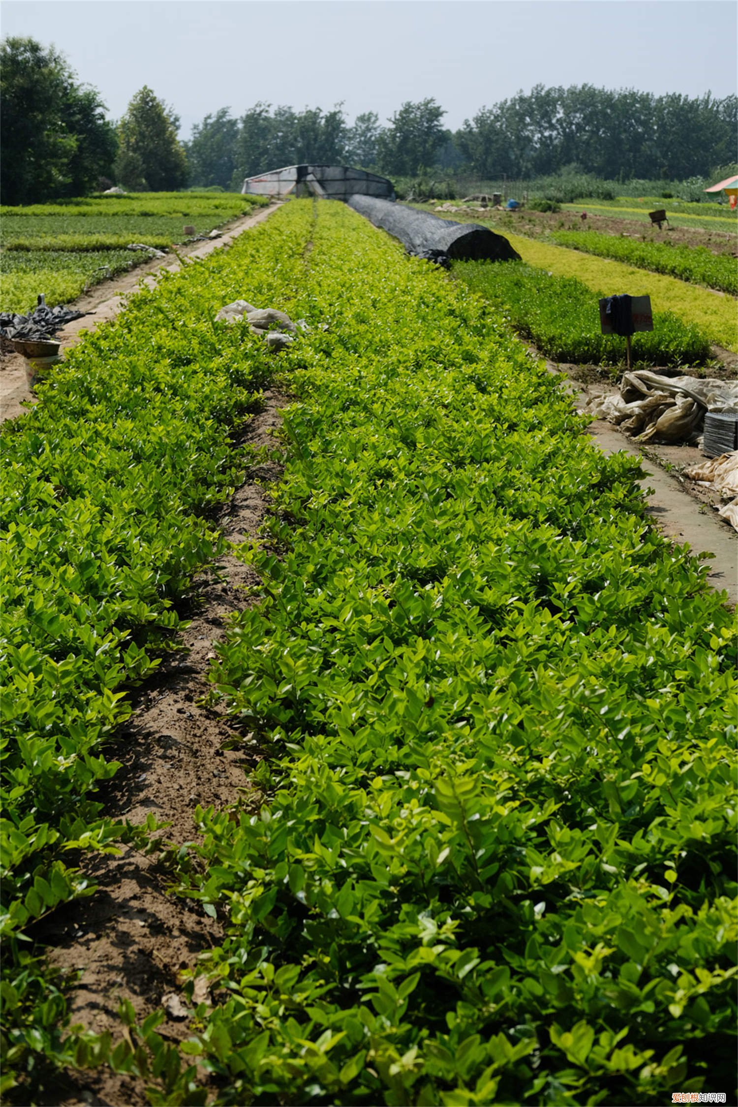 女贞种子怎么种植方法 女贞种子怎么种