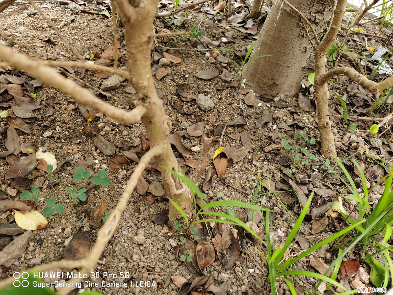 女贞种子怎么种植方法 女贞种子怎么种