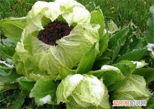 天山雪莲价格到底有多贵 天山雪莲可以怎么吃