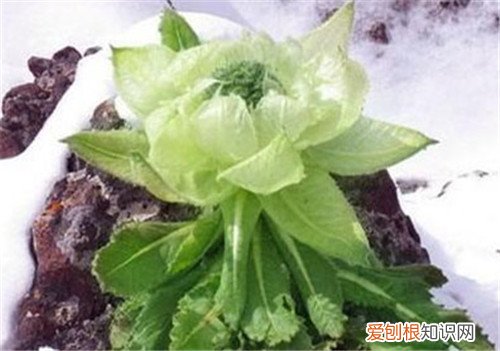 天山雪莲价格到底有多贵 天山雪莲可以怎么吃