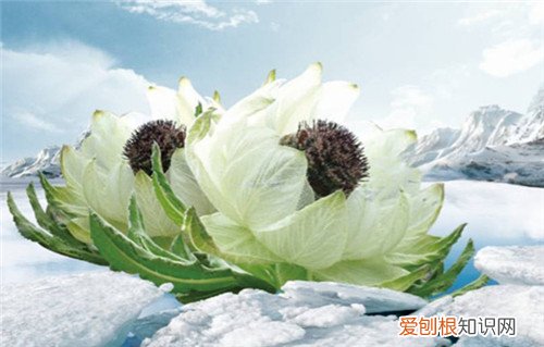 天山雪莲价格到底有多贵 天山雪莲可以怎么吃