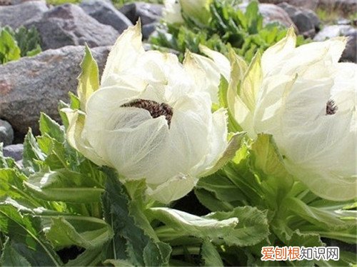 天山雪莲价格到底有多贵 天山雪莲可以怎么吃