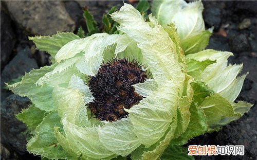 天山雪莲价格到底有多贵 天山雪莲可以怎么吃