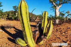 仙人掌之国是哪个国家 不能错过的景点推荐