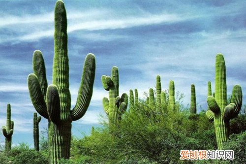 仙人掌之国是哪个国家 不能错过的景点推荐
