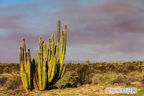 仙人掌之国是哪个国家 不能错过的景点推荐
