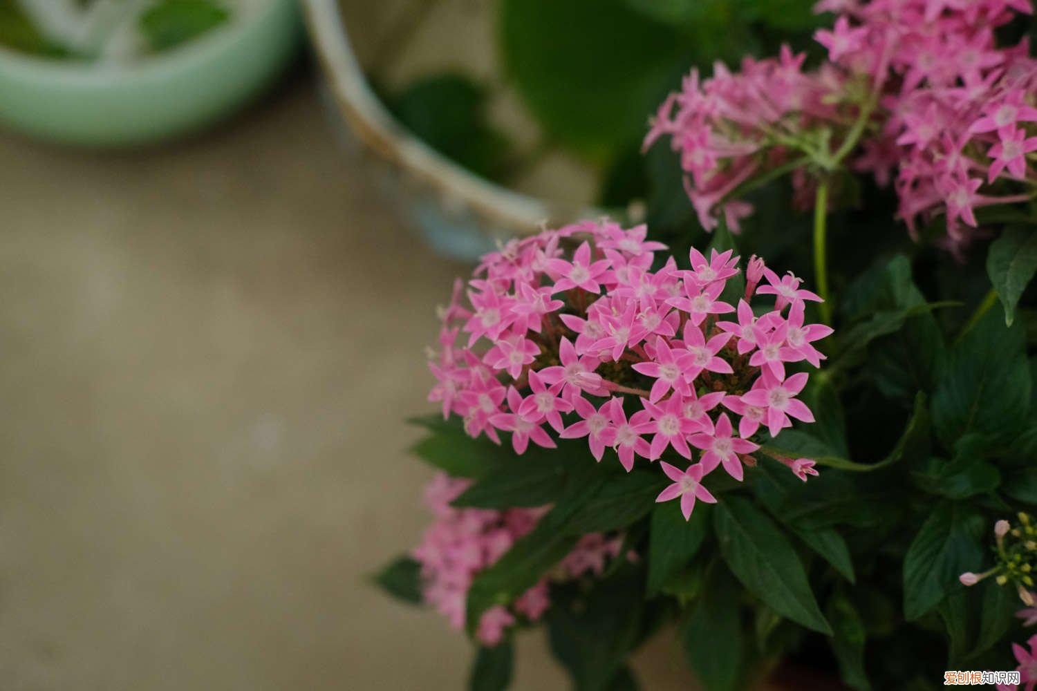 五星花的繁殖方法有哪些 五星花的繁殖方法