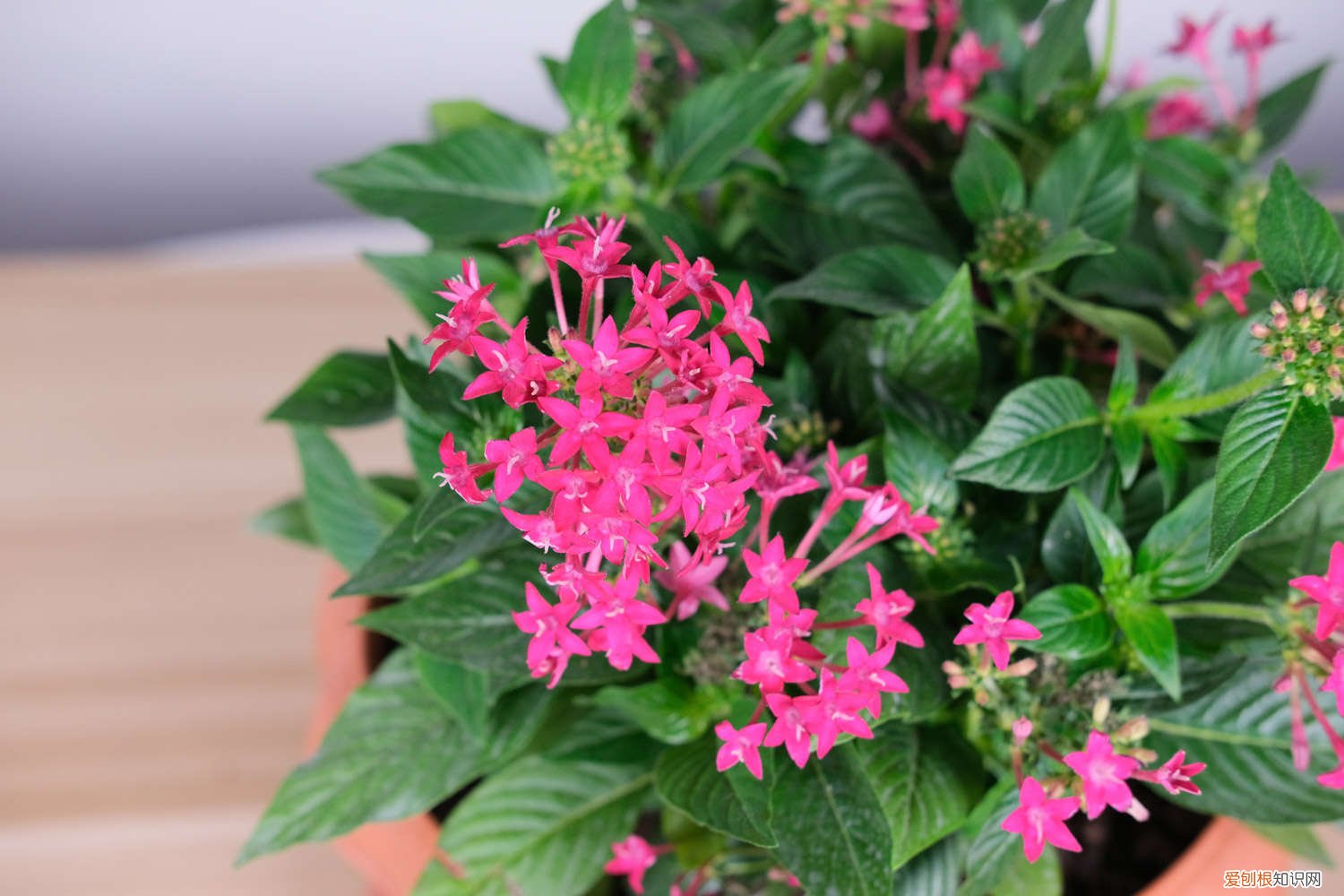 五星花的繁殖方法有哪些 五星花的繁殖方法