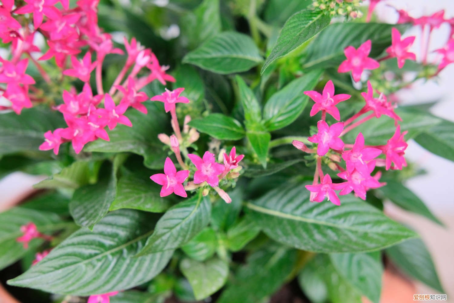 五星花的繁殖方法有哪些 五星花的繁殖方法