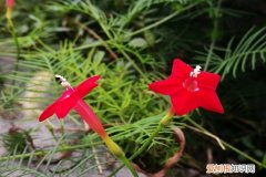 五星花的繁殖方法有哪些 五星花的繁殖方法