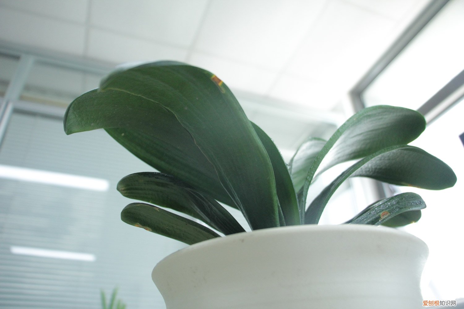 蝴蝶兰开一次花就没用了吗? 君子兰蝴蝶兰…想要开花50朵，必须给它冻一冻！