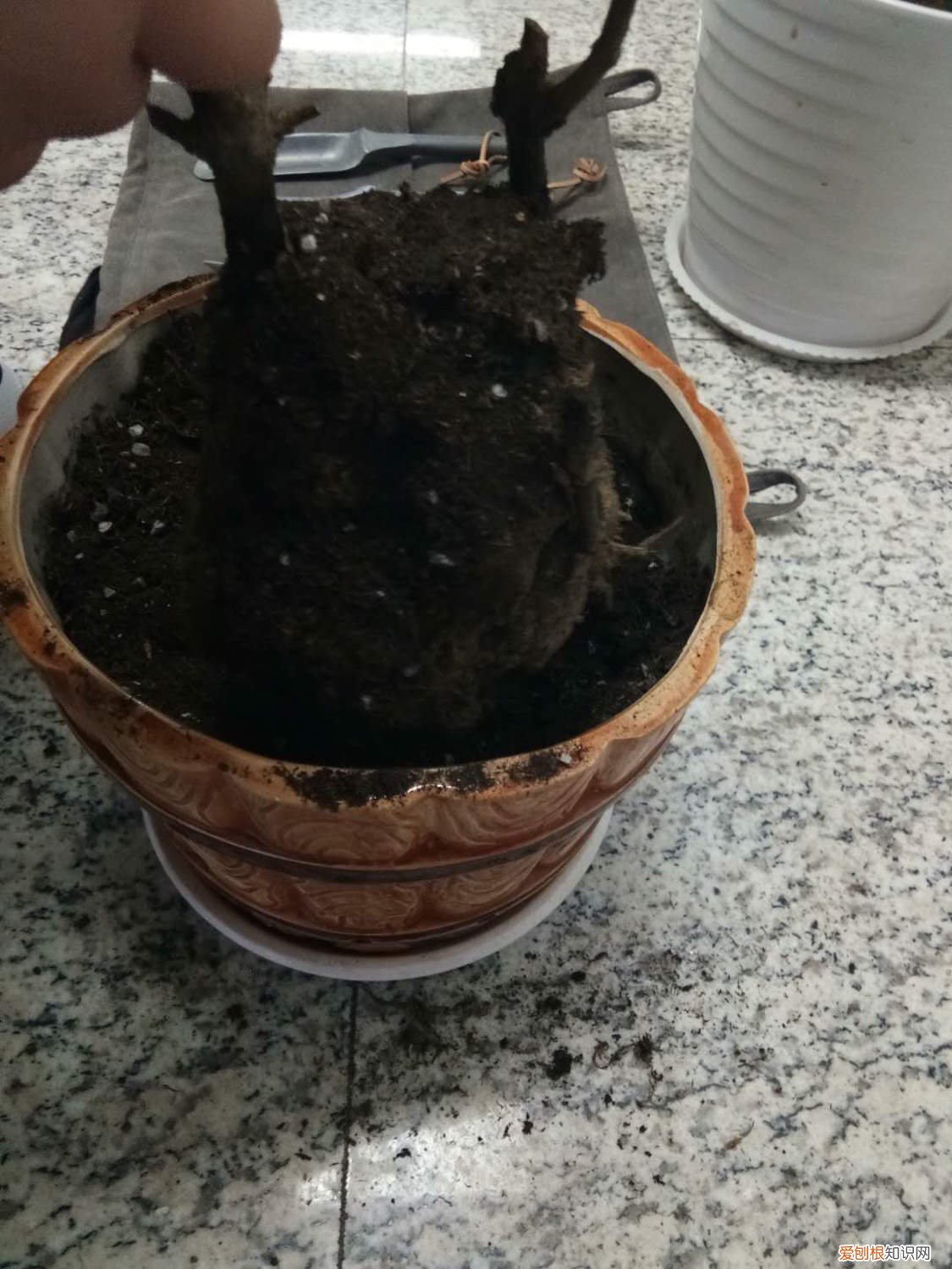 蝴蝶兰开一次花就没用了吗? 君子兰蝴蝶兰…想要开花50朵，必须给它冻一冻！