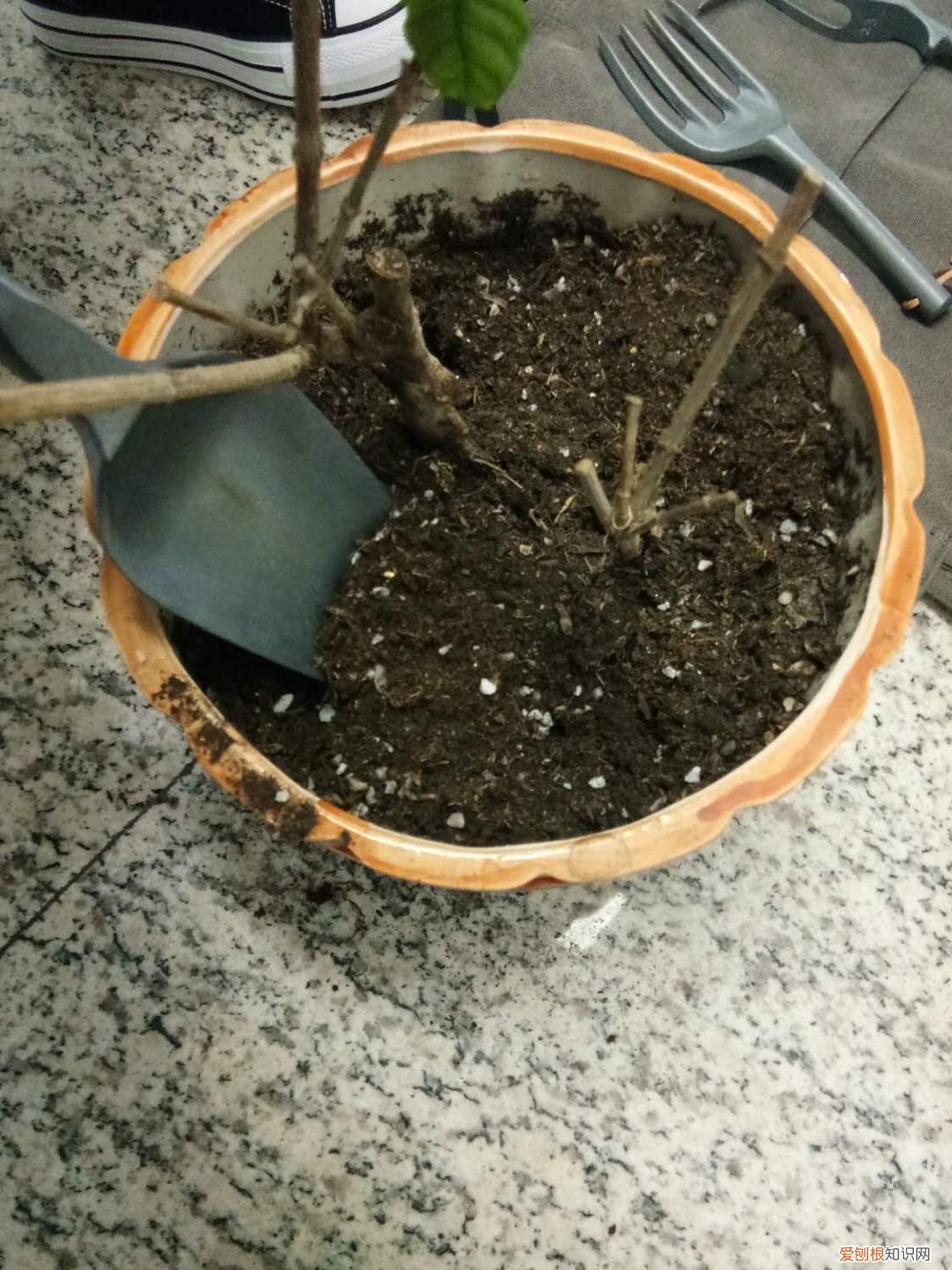 蝴蝶兰开一次花就没用了吗? 君子兰蝴蝶兰…想要开花50朵，必须给它冻一冻！