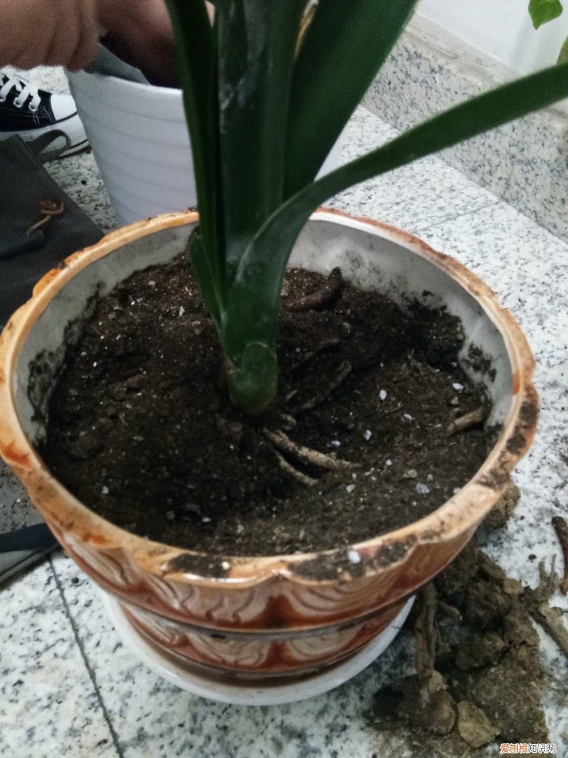 蝴蝶兰开一次花就没用了吗? 君子兰蝴蝶兰…想要开花50朵，必须给它冻一冻！