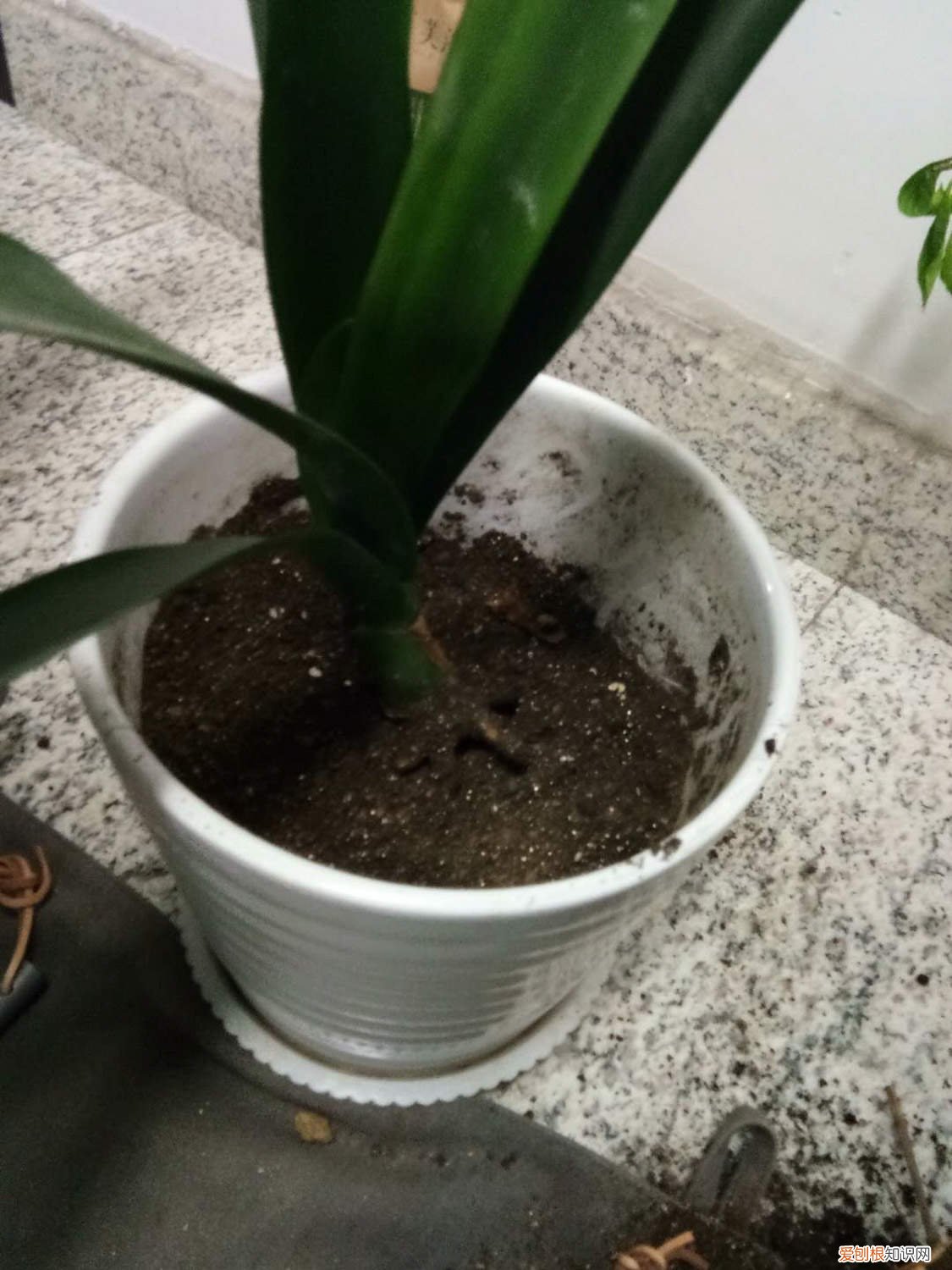 蝴蝶兰开一次花就没用了吗? 君子兰蝴蝶兰…想要开花50朵，必须给它冻一冻！