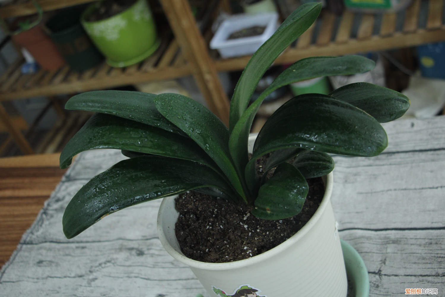 蝴蝶兰开一次花就没用了吗? 君子兰蝴蝶兰…想要开花50朵，必须给它冻一冻！