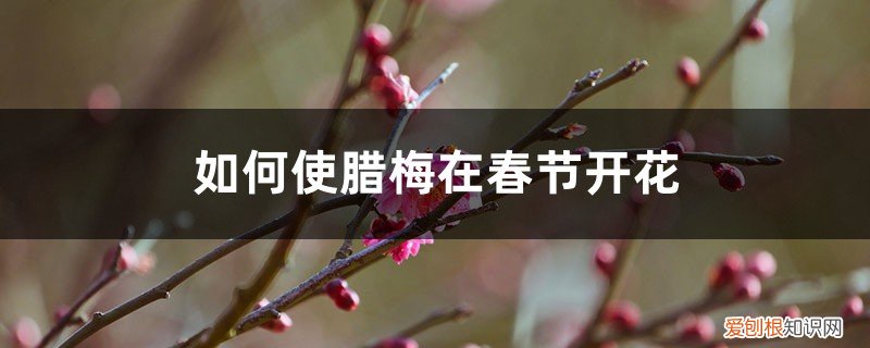 如何使腊梅在春节开花呢 如何使腊梅在春节开花