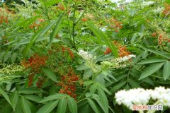 接骨草的种植方法和注意事项图片 接骨草的种植方法和注意事项